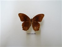 藏品(曲紋黛眼蝶)的圖片